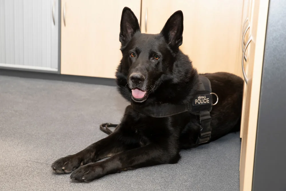 Zemřel policejní pes Merlin, který zachránil muže před sebevraždou