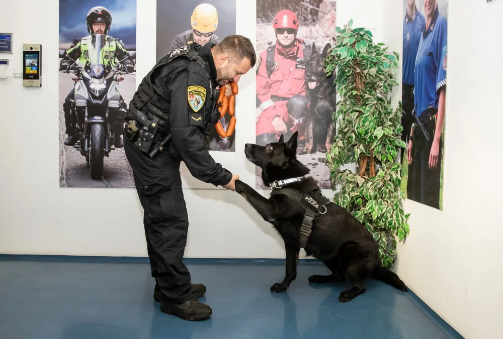 Zemřel policejní pes Merlin, který zachránil muže před sebevraždou