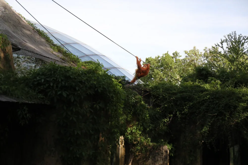 Orangutani si užili chvíli svobody.