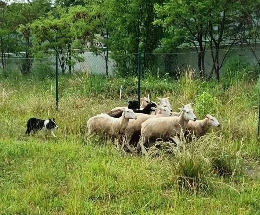 Stádo ovcí se pase na Žižkově.