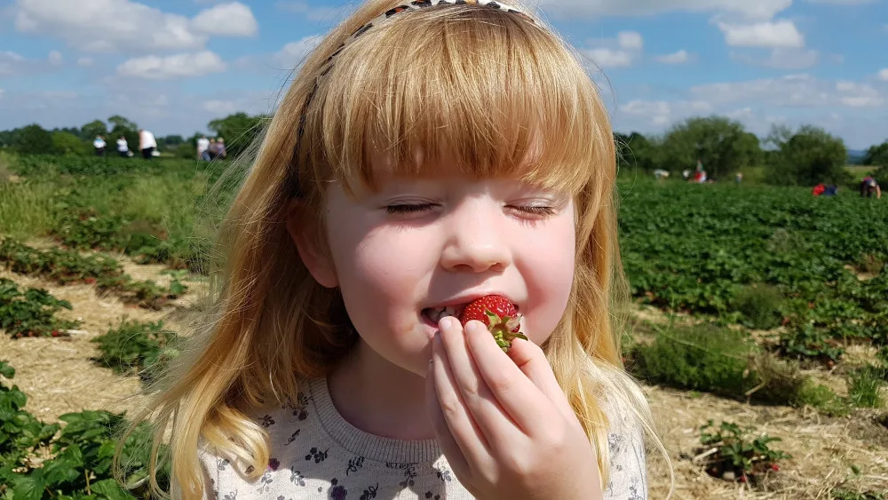 Pražané vzali jahodové plantáže útokem. Takový nával jsme nečekali, říká provozovatel
