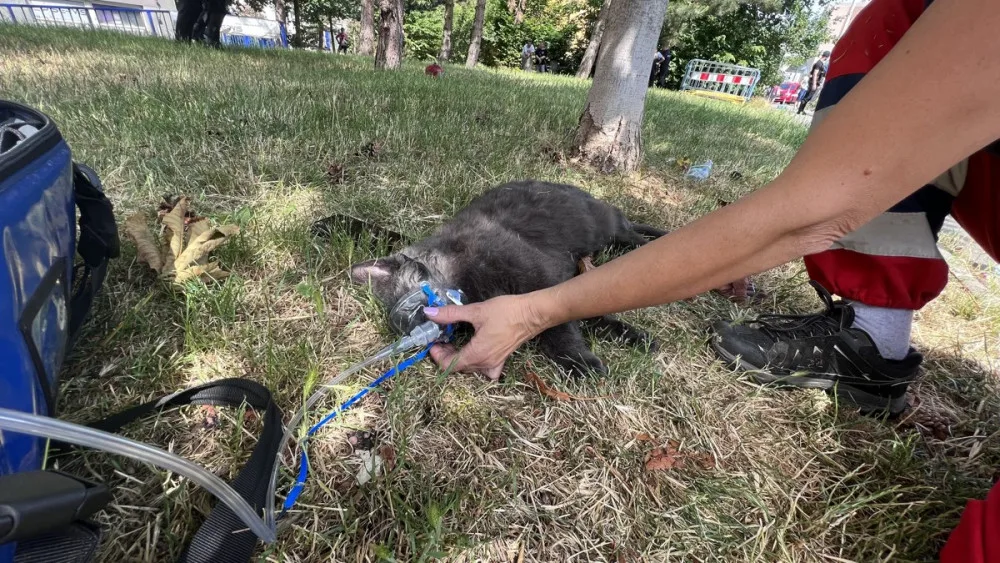 VIDEO: Při požáru bytu v Praze se zranili dva lidé. Kočka požár nepřežila