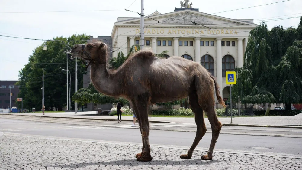 Prahou prošli velbloudi. Pivovar upozornil na nedostatek vody