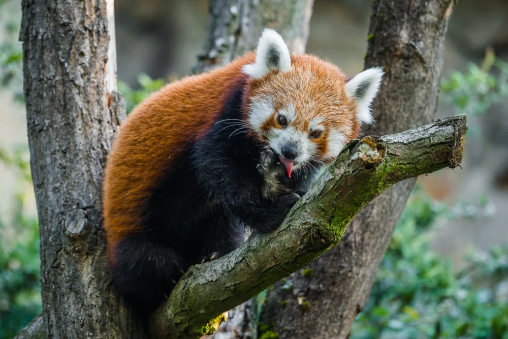 Jerry se přestěhoval z olomoucké zoo.