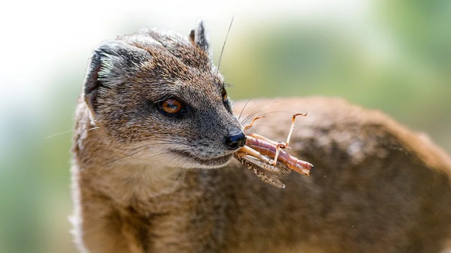 Hmyzí hody v pražské zoo
