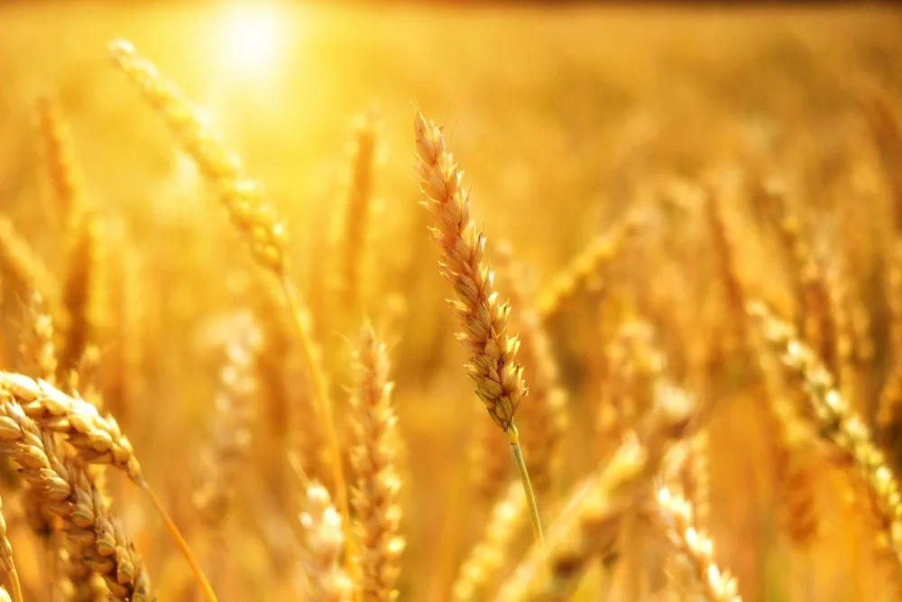 Více dotací za méně pesticidů. Pěstitelé zeleniny a ovoce budou mít od příštího roku nová pravidla
