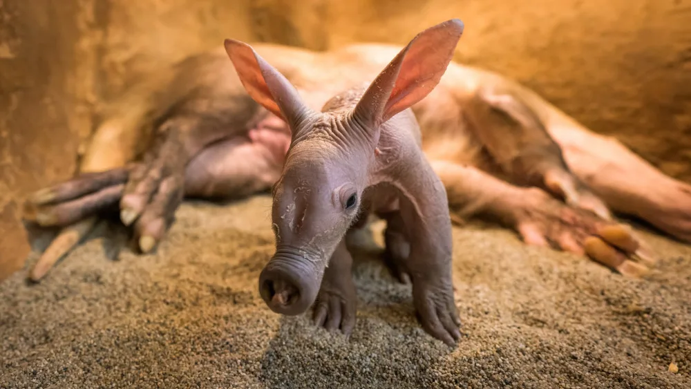 Návštěvníci pražské zoo už mohou vidět malého hrabáče