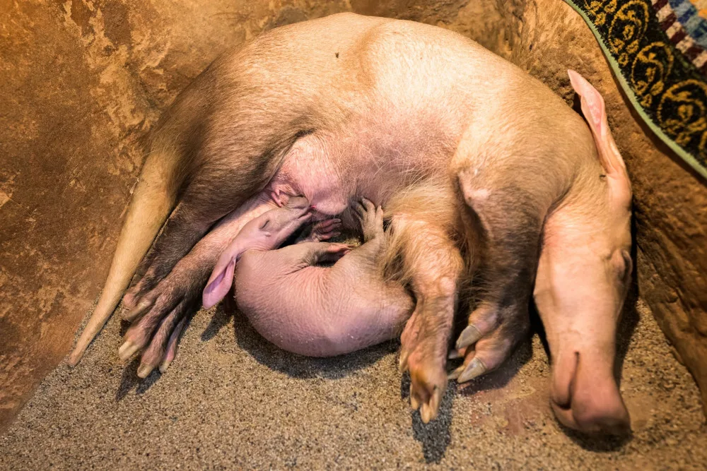 Návštěvníci pražské zoo už mohou vidět malého hrabáče