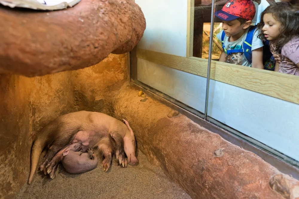 Návštěvníci pražské zoo už mohou vidět malého hrabáče
