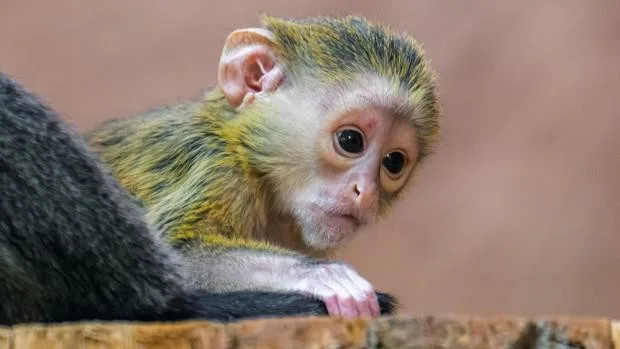 Kočkodanní mimino v Zoo