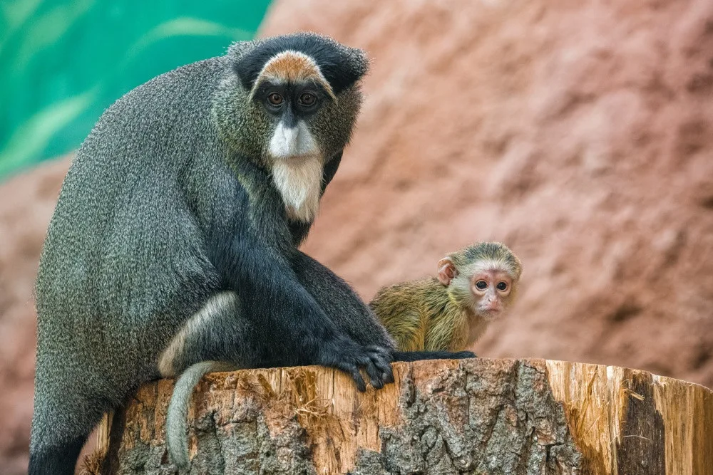 Zoo Praha