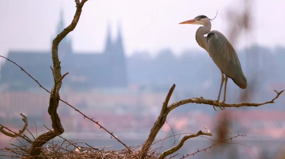 Jak se točí mufloni v nemocnici? Předstírali jsme nezájem, říká režisér Planety Praha