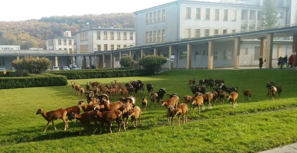 Jak se točí mufloni v nemocnici? Předstírali jsme nezájem, říká režisér Planety Praha