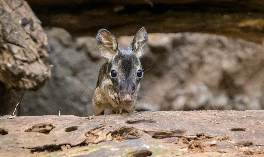 V pražské zoo se narodil klokánek krysí. Jde o světový úspěch