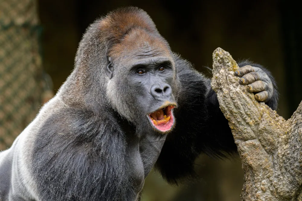 Kisumu ještě v rakouské zoo.