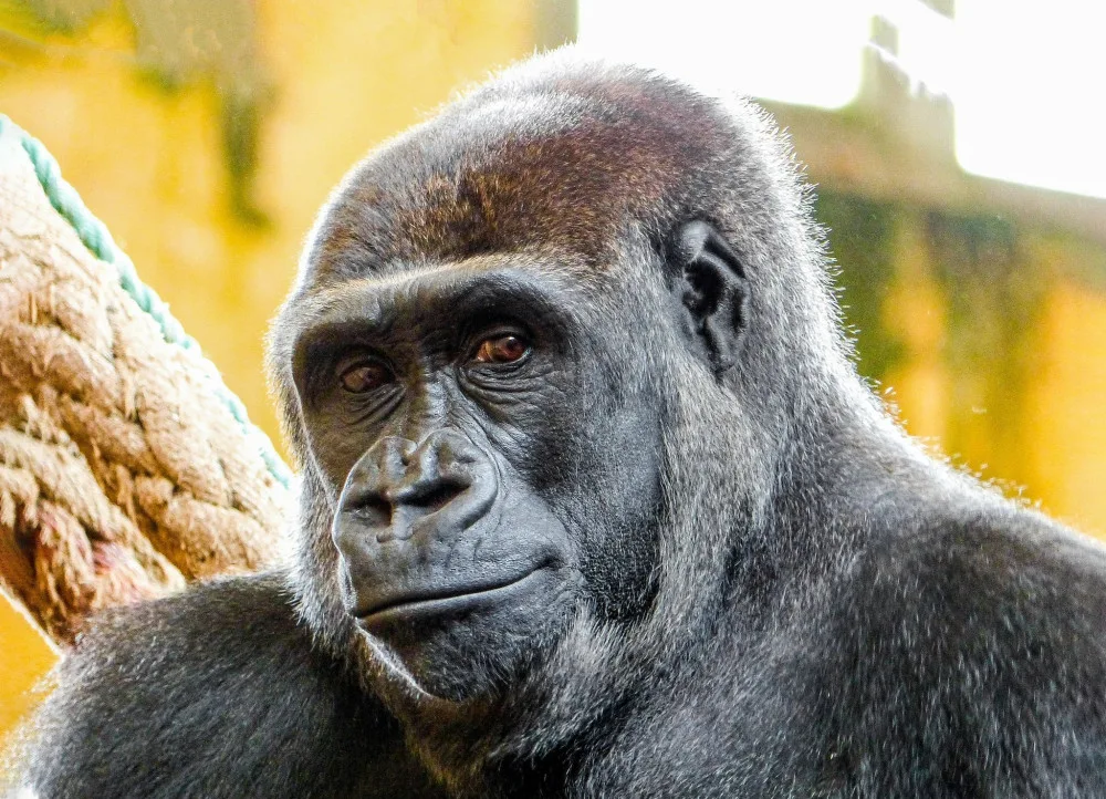 Pražská zoo doufá, že Duni bude mít v novém pavilonu mláďata.