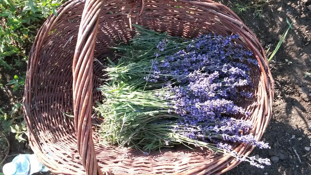 České Provence. Blahodárné účinky levandulí poznávají tisíce návštěvníků areálu kousek za Prahou