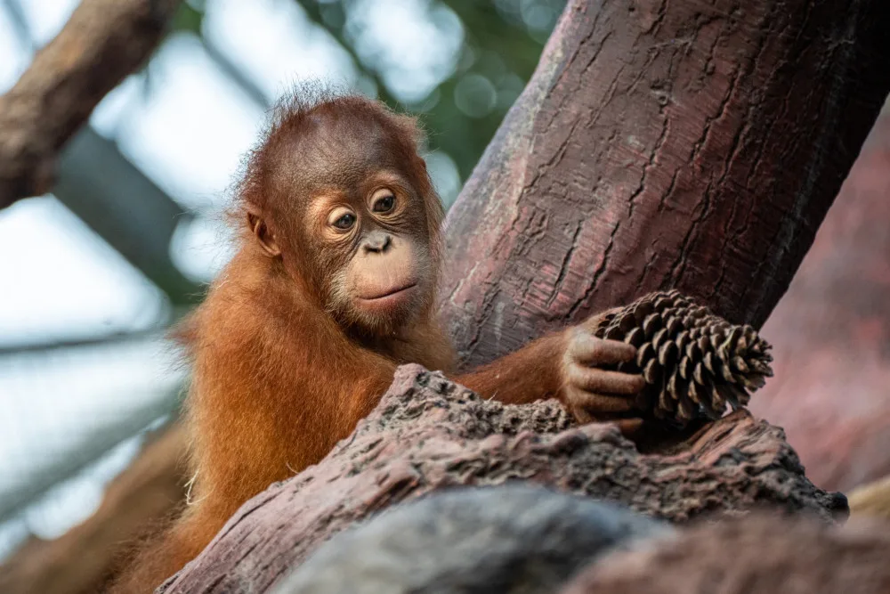 Zoo Praha