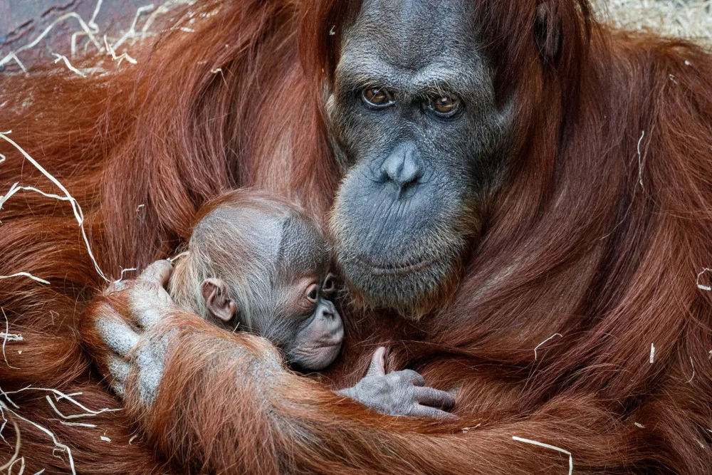 Zoo Praha