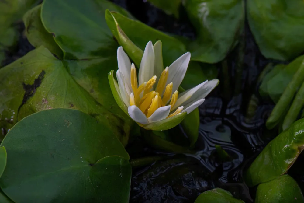 V pražské botanické zahradě vystavují nejvzácnější leknín světa. Je to nejmenší druh