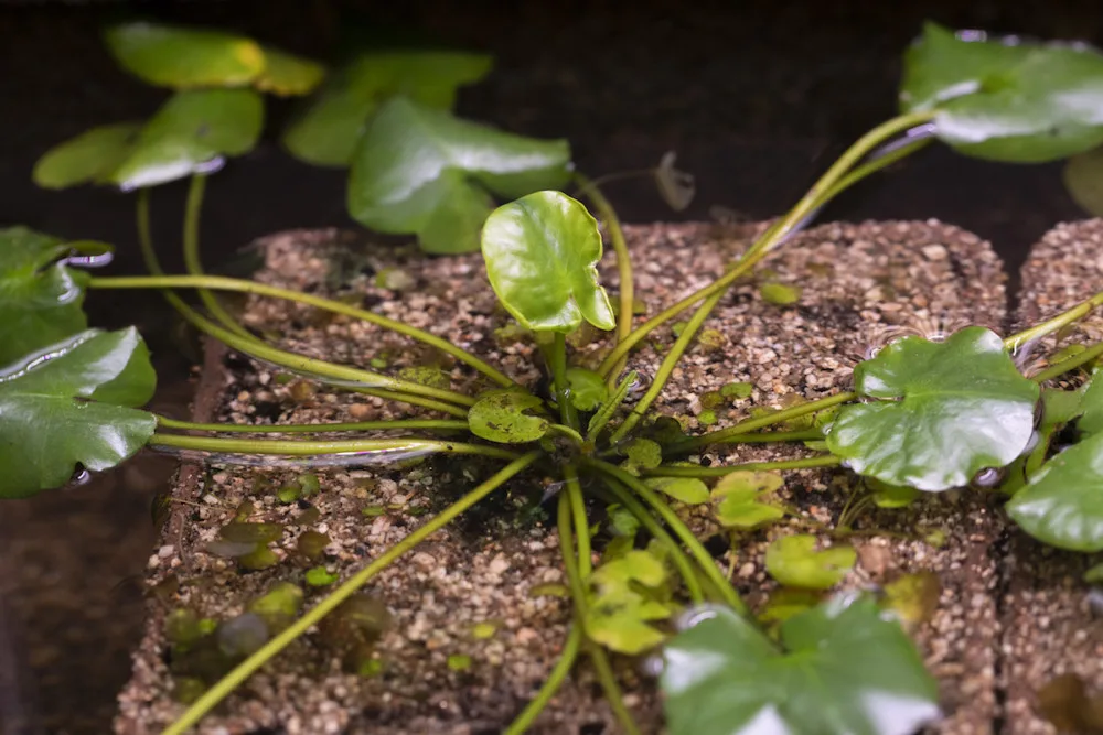 V pražské botanické zahradě vystavují nejvzácnější leknín světa. Je to nejmenší druh
