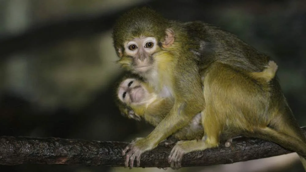 Pražská zoo představila zvířecí sirotky, lidé je mohou adoptovat a finančně podpořit