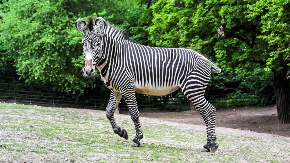 Pražská zoo představila zvířecí sirotky, lidé je mohou adoptovat a finančně podpořit