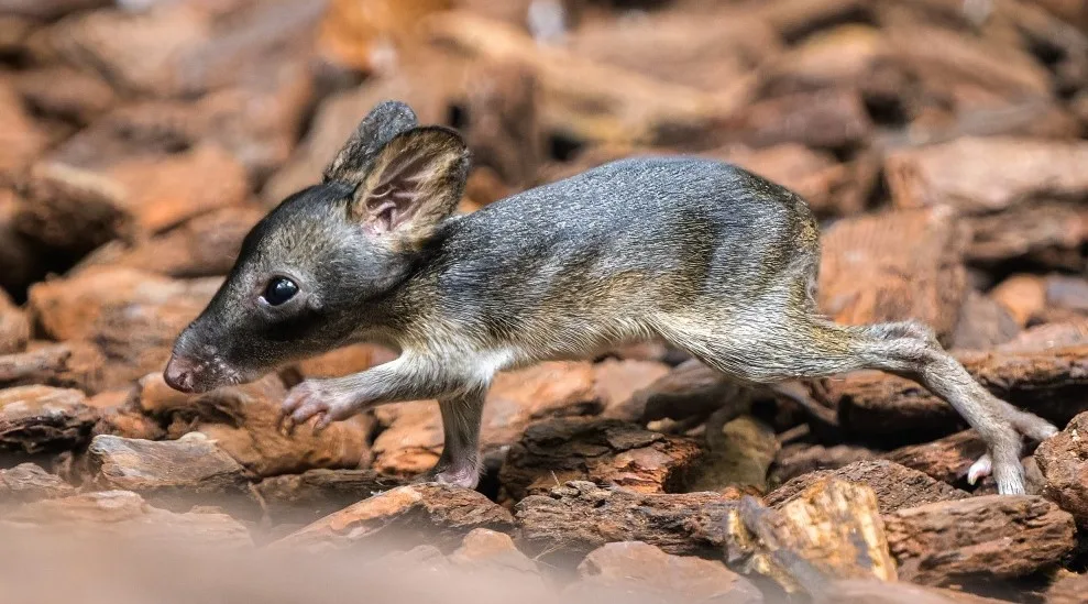 V pražské zoo letos přišlo na svět přes 1200 mláďat