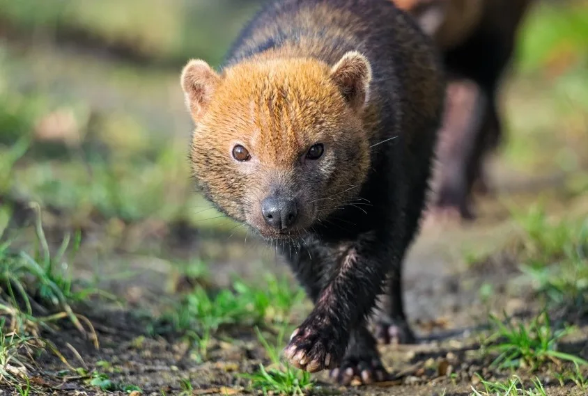 Pražská zoo má novou samici psa pralesního. Přicestovala z Francie