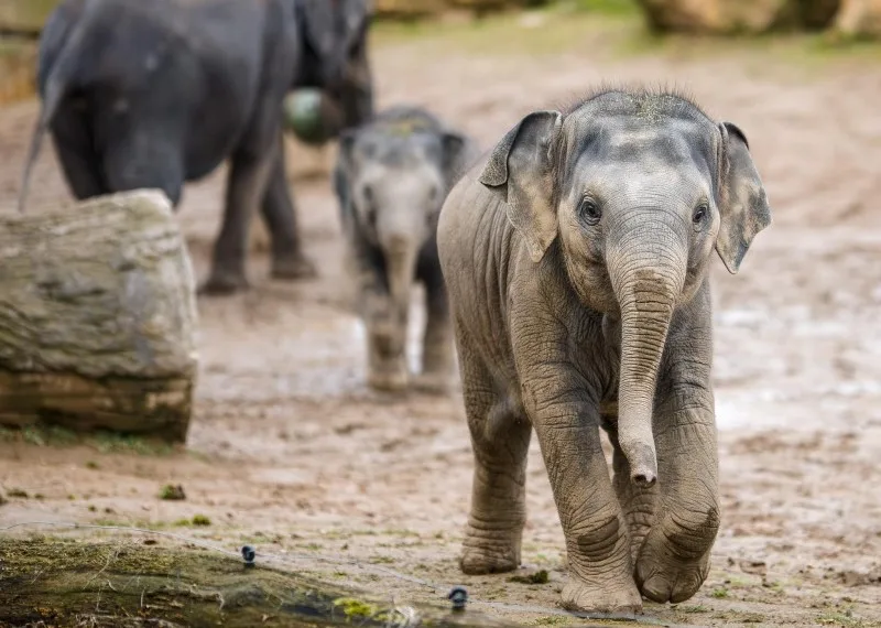 V pražské zoo zemřelo nejmladší slůně. Amalee podlehla slonímu herpesu