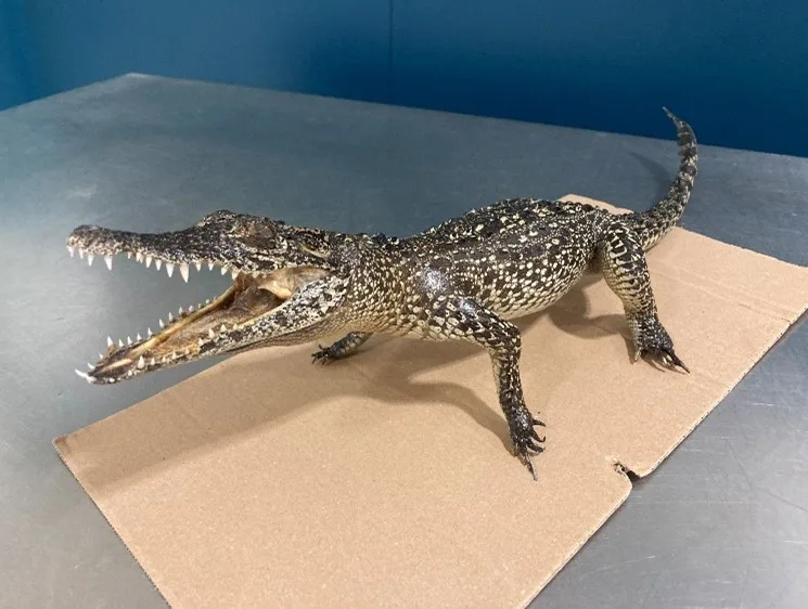 Vycpaný krokodýl kubánský.