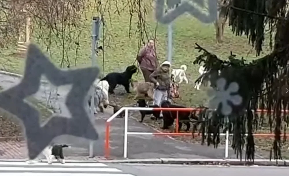 Žena chová v bytě čtrnáct psů, teď se má stěhovat. Smrad připomíná prasečák, líčí sousedka