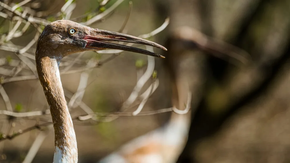 V pražské zoo lidé uvidí nejohroženější jeřáby na světě