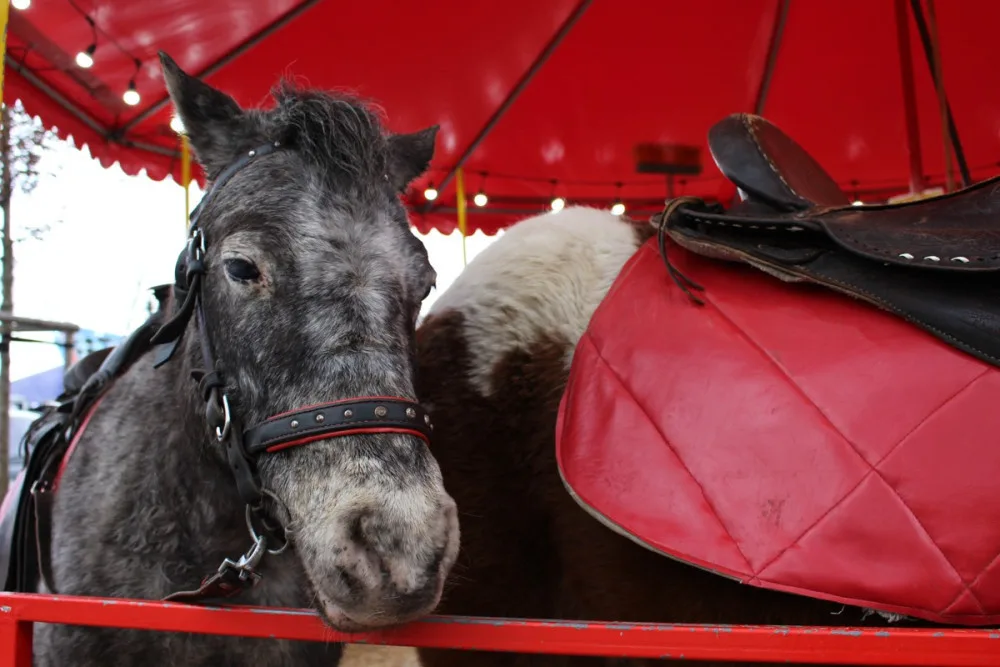 Jízdy na ponících na Matějské už nebudou. Organizátoři vyhověli ochráncům zvířat