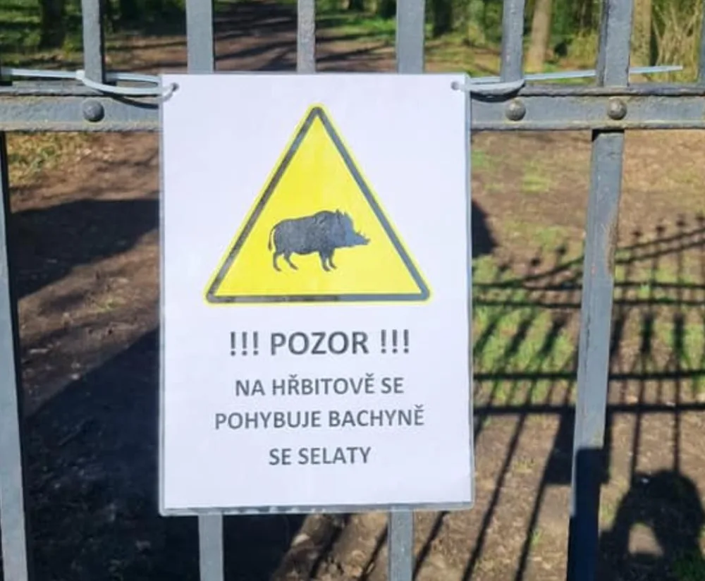 Na bohnickém hřbitově se prohánějí divočáci. Lidé mají být na procházkách opatrní