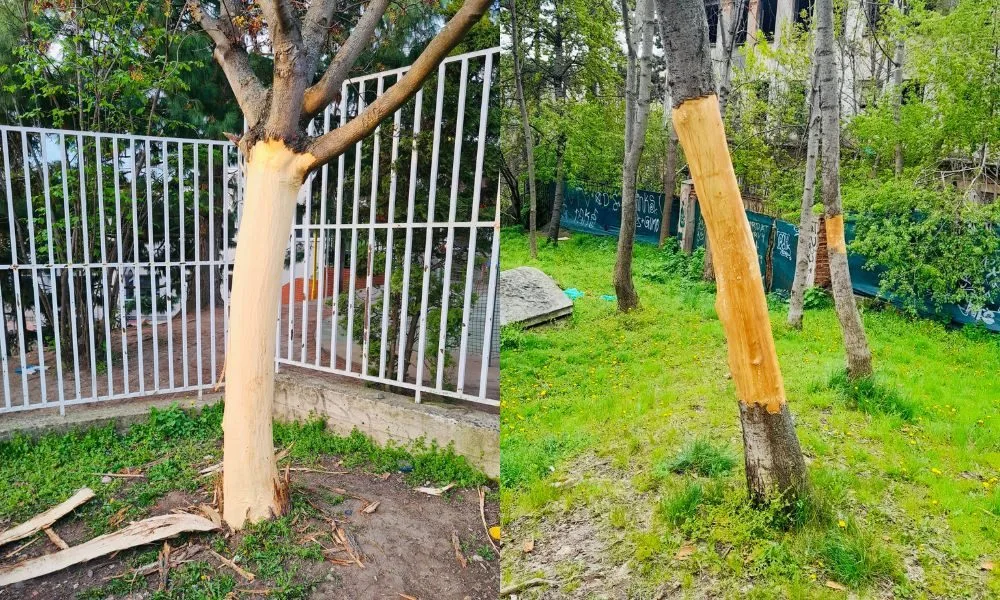 Vandal likviduje stromy na Žižkově. Strhává jim kůru