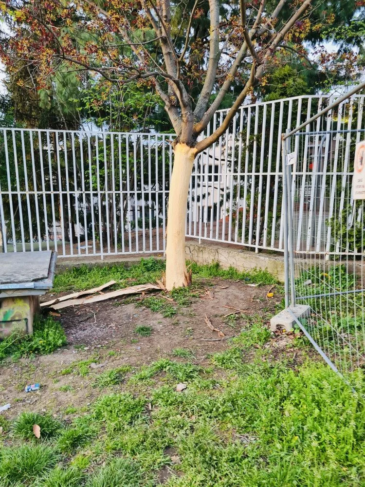 Vandal likviduje stromy na Žižkově. Strhává jim kůru