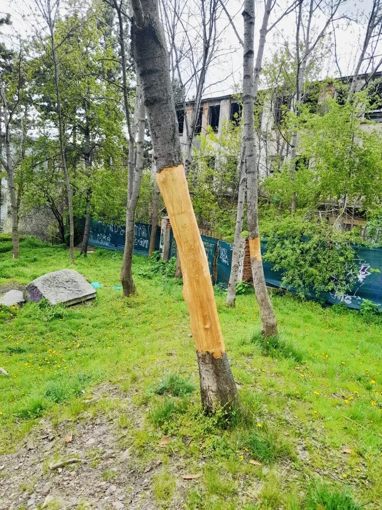 Vandal likviduje stromy na Žižkově. Strhává jim kůru