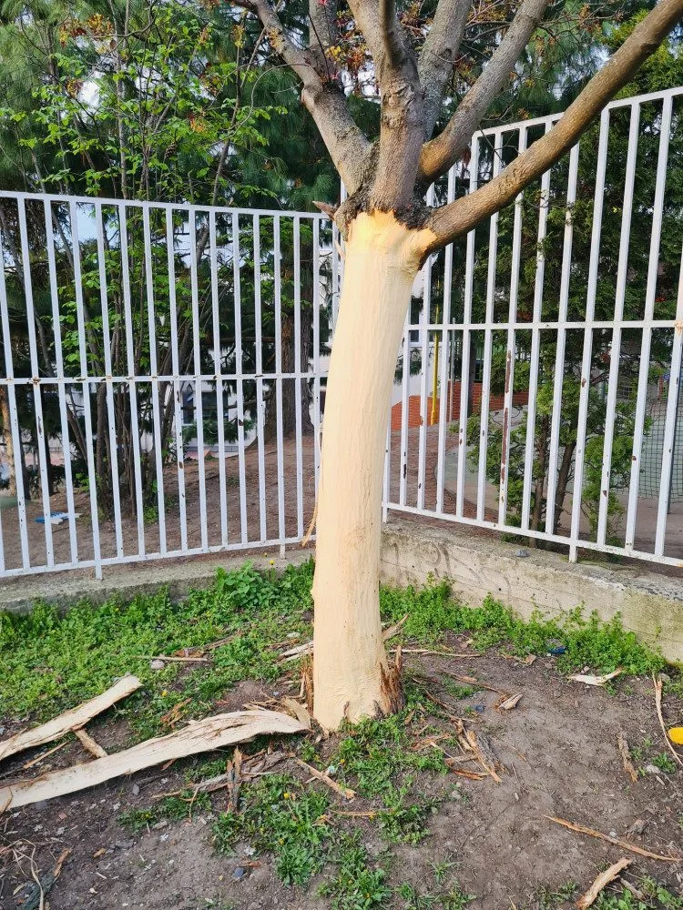 Vandal likviduje stromy na Žižkově. Strhává jim kůru