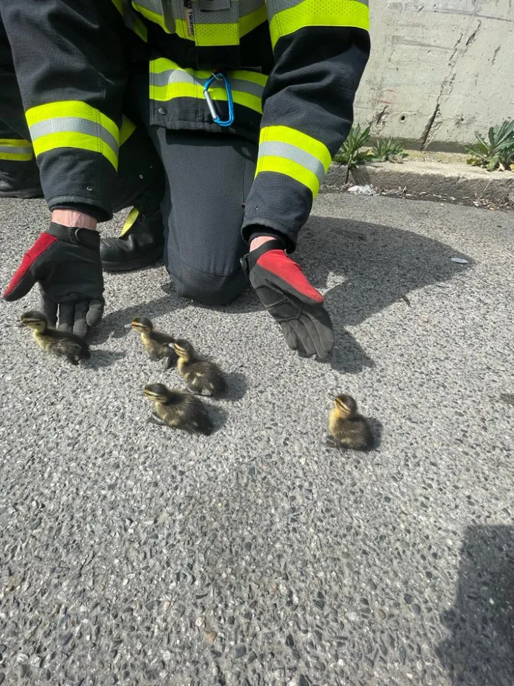 Kachna ztratila cestou přes kanál sedm potomků. Všechny se podařilo zachránit