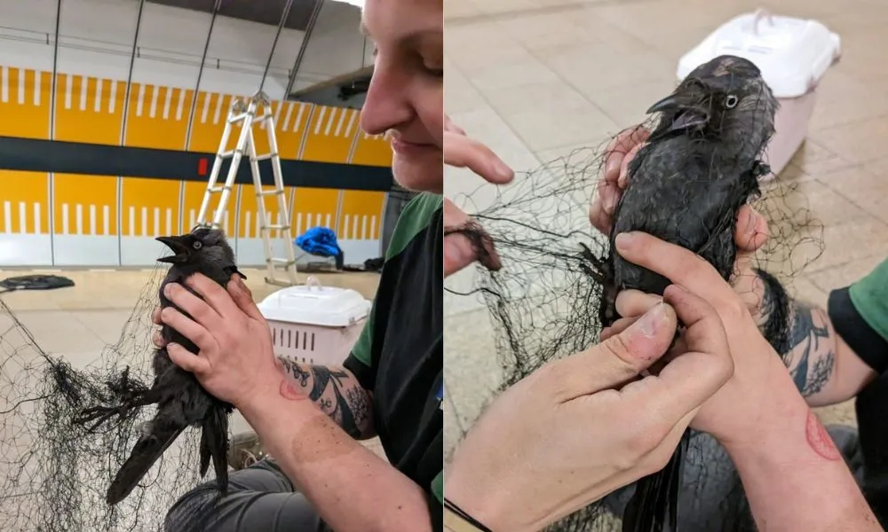 Kavka zabloudila a strávila dva týdny ve stanici metra. Teď jí lidé pomáhají sbírkou