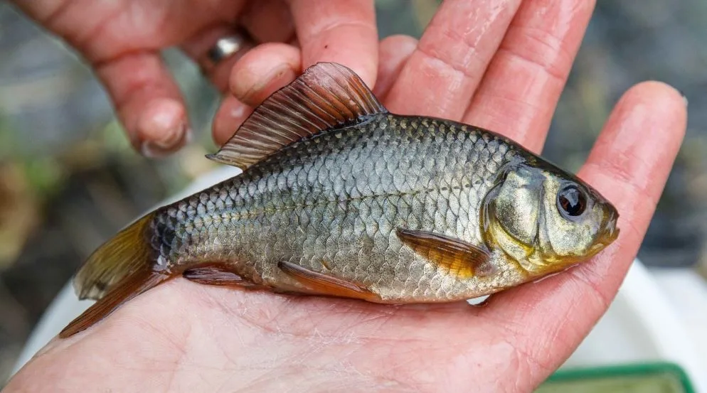 Pražská zoo vypustí ohrožené karasy do rybníka mimo hlavní město