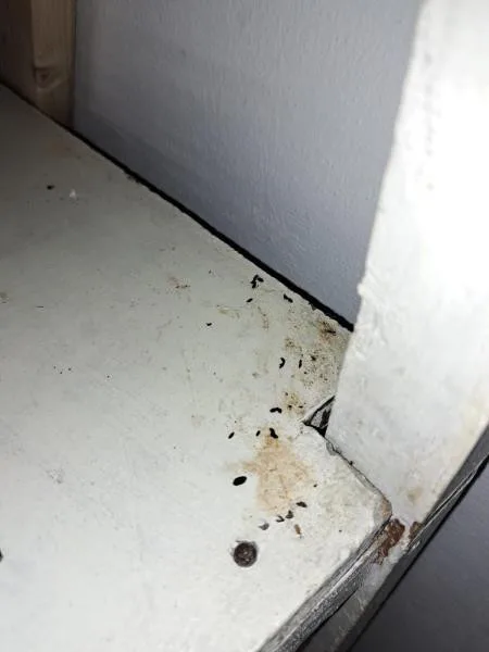 Myší trus, špinavé mrazáky, zanedbaný úklid. Kuchyň pražské hospody zavřela inspekce