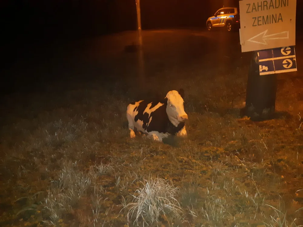 Kráva utekla svému majiteli a odpočívala na ulici v Praze. Čeká v útulku