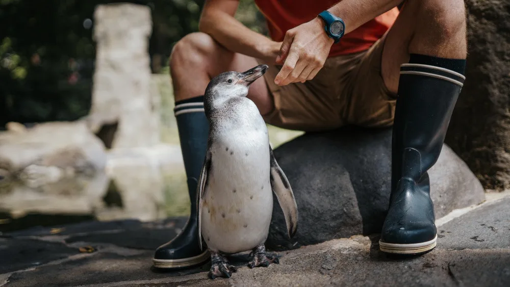 Malého tučňáka v pražské zoo vyhodili z hnízda. Chovatelům se nakonec podařil zázrak