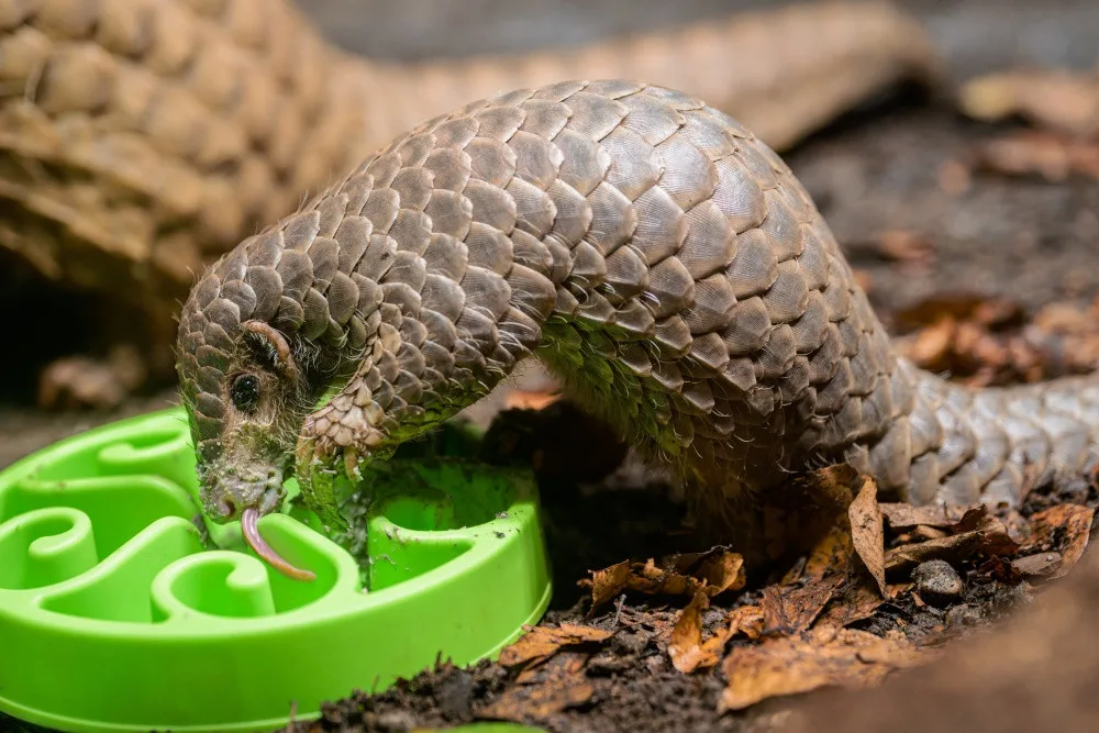 Mládě luskouna v pražské zoo je oficiálně prvním odchovaným v Evropě