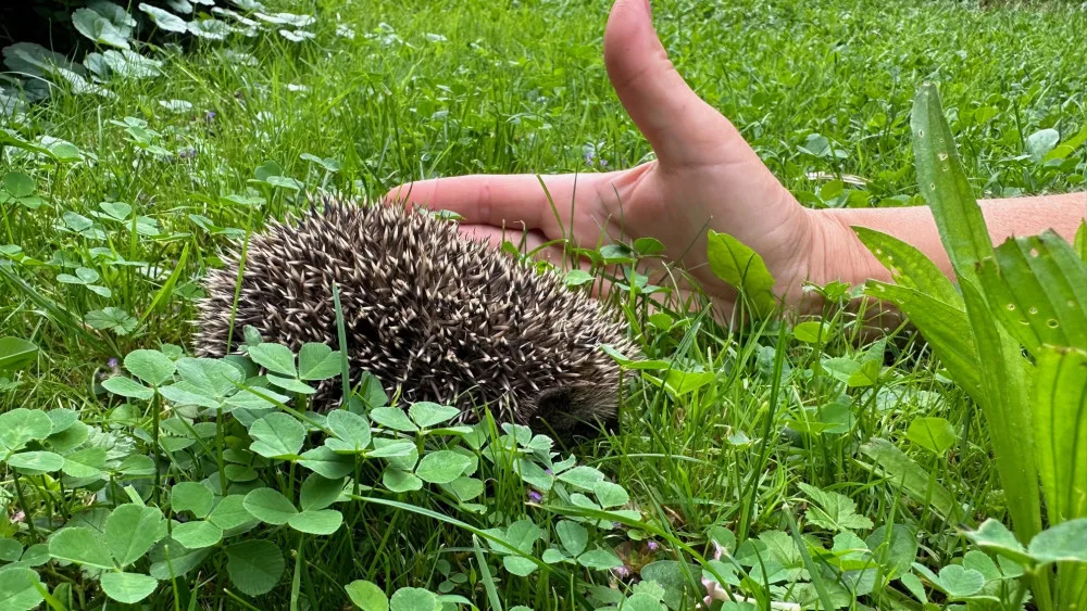 Máme na zahradě rodinku rozkošných ježků. Do záchranné stanice mláďata rozhodně neodneseme