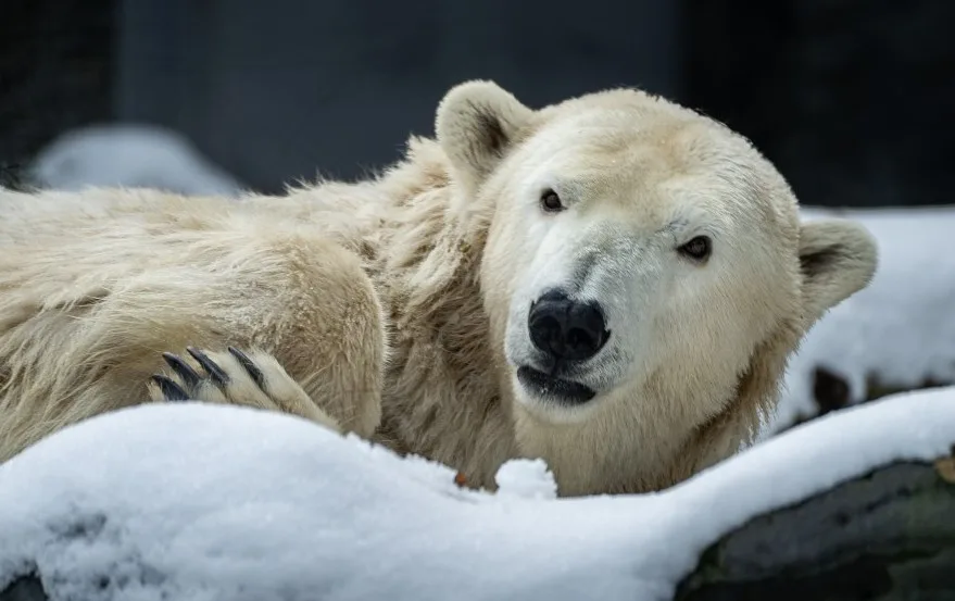 V pražské zoo utratili lední medvědici Bertu. Trpěla neléčitelnou nemocí