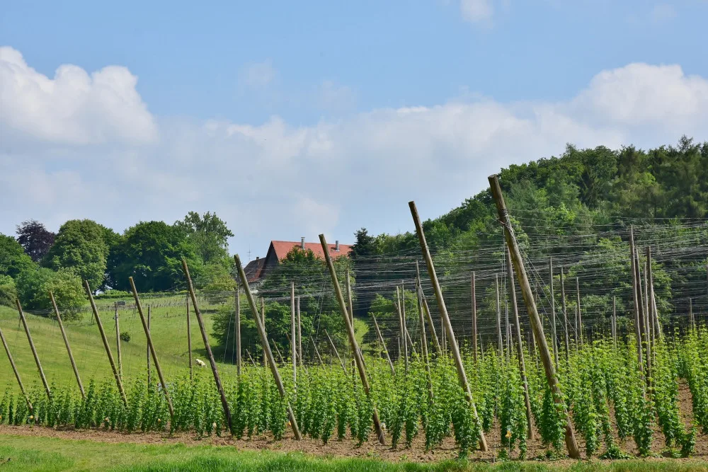 Ministerstvo zemědělství chce rozdělit 243 milionů producentům vybraných plodin
