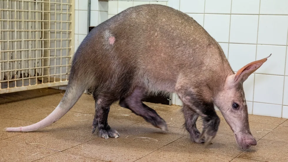V pražské zoo je nejstarší hrabáč kapský, který kdy žil. Pieta oslavila 32 let